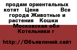 продам ориентальных котят › Цена ­ 5 000 - Все города Животные и растения » Кошки   . Московская обл.,Котельники г.